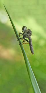 Phone wallpaper | Robber fly (Thailand) Formatted for a phon… | Flickr