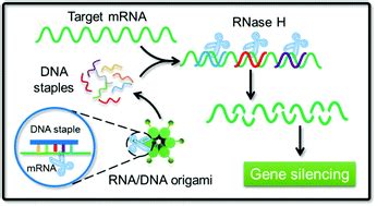 An RNA/DNA hybrid origami-based nanoplatform for efficient gene therapy ...