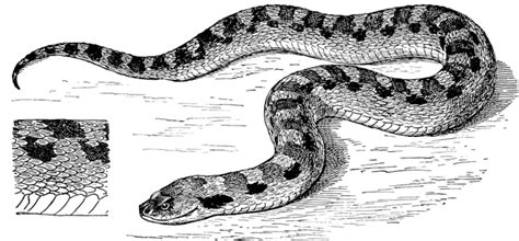 Superstitions About the Adder Snake - Strange Ago