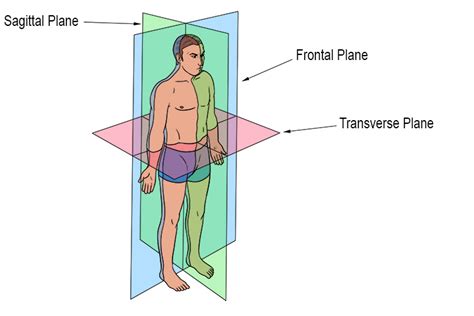 What Are The Planes Of The Body