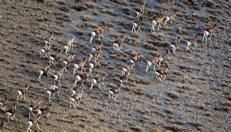 Wildlife Photography- Discover Mongolia's Wild Side