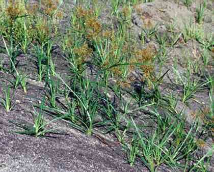 Yellow Nutsedge Wild Edible Plants For Survival