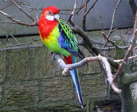 Rosella Parrots ~ ABDUL BASIT AND DANISH KAKAR BIRDS SHOP