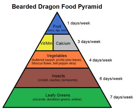 Bearded Dragon Food Pyramid - Complete Critter