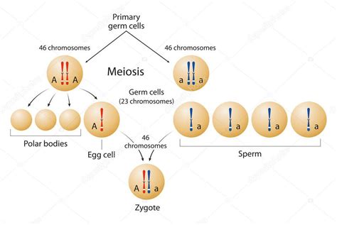 Meiosis y formación de cigoto 2022