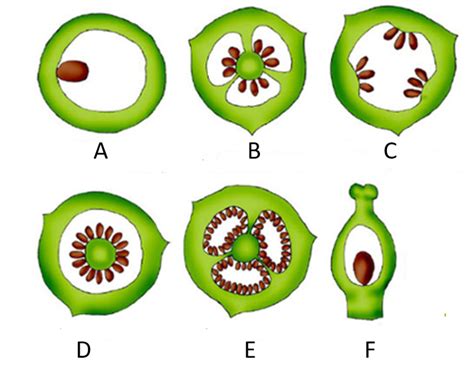 Identify the types of placentation in the image given below.