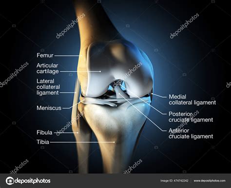 Articular Capsule Knee