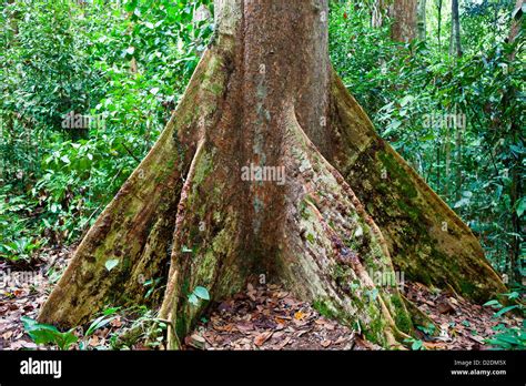 Malaysia, Borneo, Tropical tree Stock Photo - Alamy