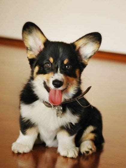 Cute Black and White Corgi Dog | Corgi dog, Puppies, Corgi