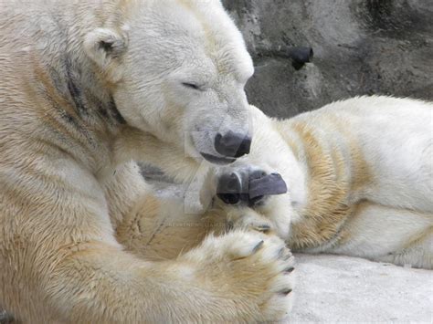 polar bear kisses by revrendwilliam on DeviantArt