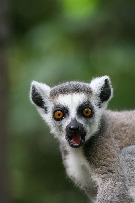 A Ring-tailed Lemur looking a bit shocked at the park | Lemur, Cute ...