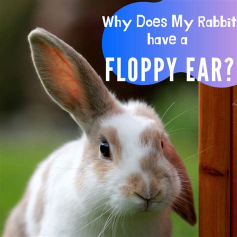 Why Is My Rabbit's Ear Floppy? Lop Genes and Other Causes - PetHelpful