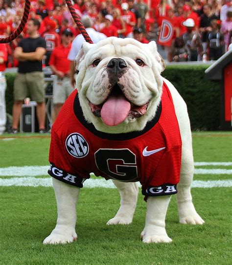 Top 5 Mascots in the SEC - Front Porch Football