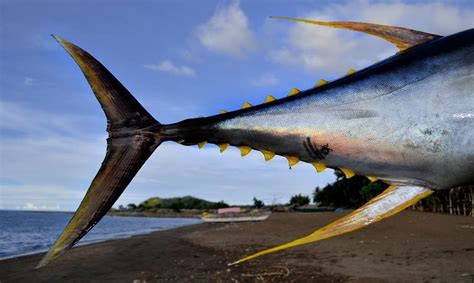 A case study on the management of yellowfin tuna by the Indian Ocean ...