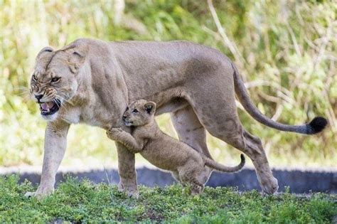 Mama lion protecting her cub : r/pics