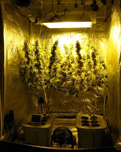 600W Hydroponic Grow Journal - 23.09 oz Harvest! | Grow Weed Easy