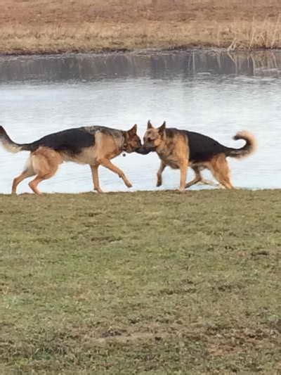 German Shepherd K9 Training | PETSIDI