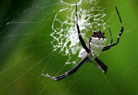 Lace Web & Spider | Shutterbug