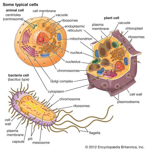 Cell Organization by Structure | Biology Quiz - Quizizz