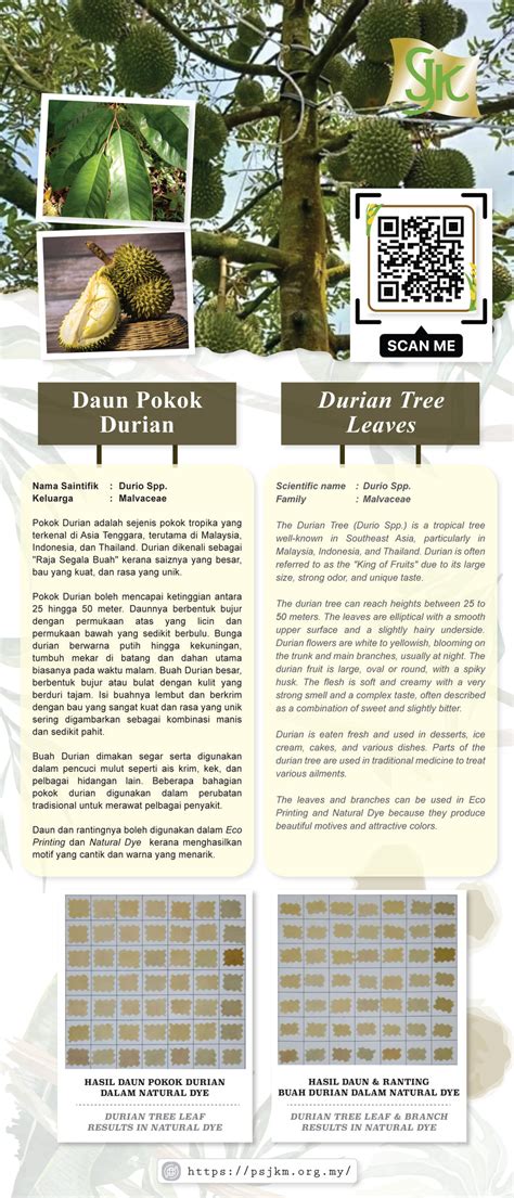 Durian Tree Leaves / Daun Pokok Durian