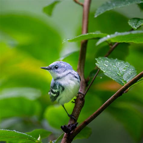 4 Facts About the Cerulean Warbler You Need to Know: Species at risk series – CPAWS OV