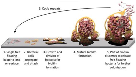 biofilms - Austin Texas Functional Medicine and Nutrition