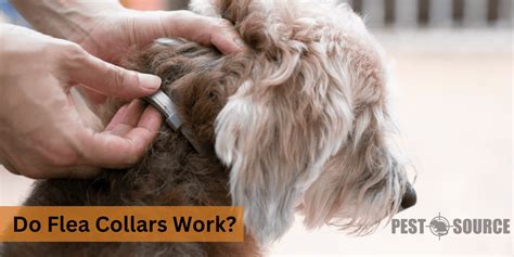 Do Flea Collars Work? - Pest Source