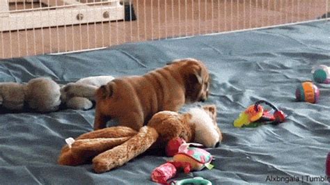 alxbngala: Bulldog Puppy [X] on Make a GIF