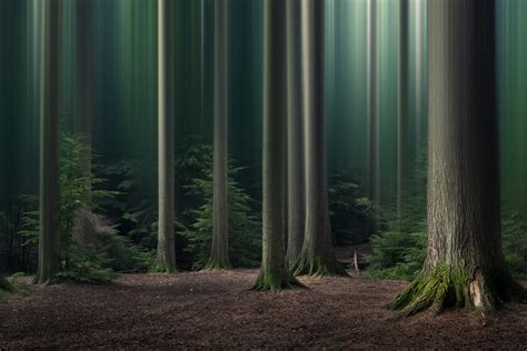 15 Simple Ideas for Forest and Woodland Photography | Photocrowd Photography Blog