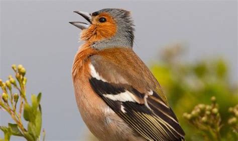 Chaffinches sing a different tune | John Ingham | Columnists | Comment ...