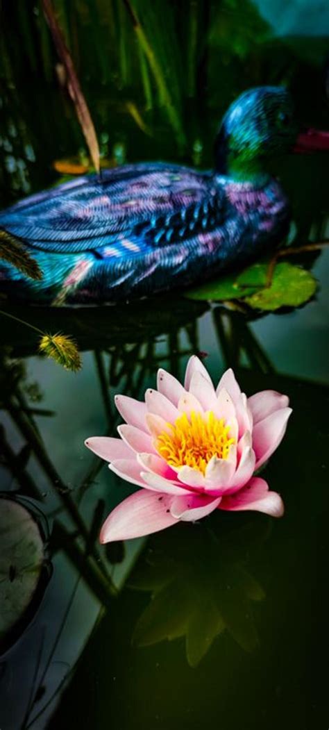 Water lily. Pond plants. Water lily. Pond. · free photo from ylia1 ...