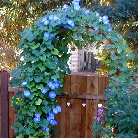 50 Ipomoea Blue Morning Glory Seeds - Welldales