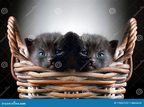 Two Adorable Black Kittens in Basket Stock Image - Image of looking, dream: 118267237