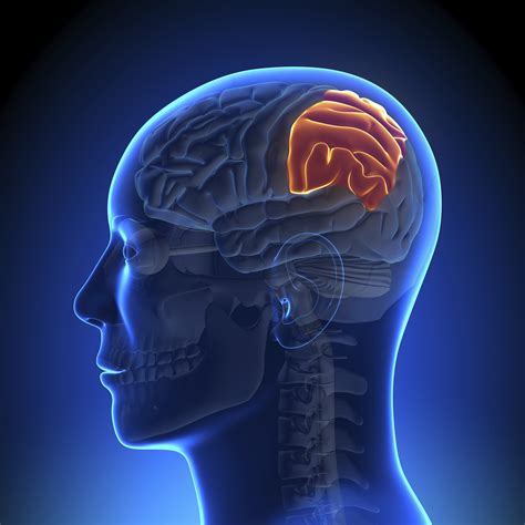 Parietal Lobe Anatomy