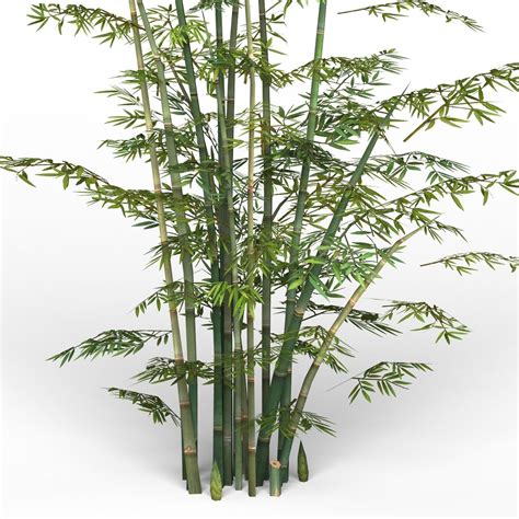 3D model Bamboo Tree 03 VR / AR / low-poly | CGTrader