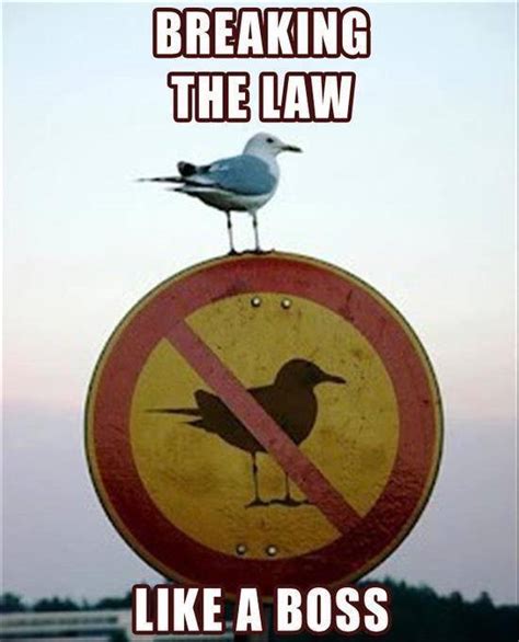 Seagull Breaking the Law - Comediva