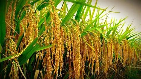 Cultivation of traditional crops to enhance India's food supply ...