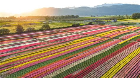 Ribbons of colour seen from high above Abbotsford Tulip Festival ...