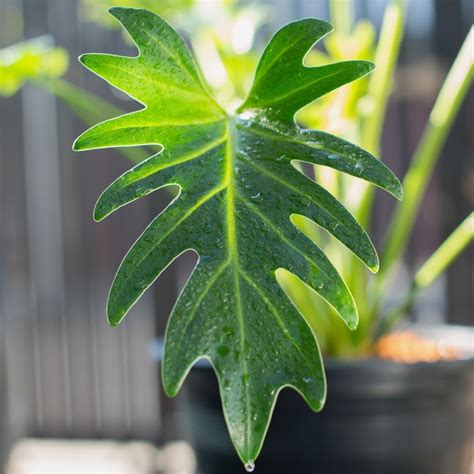 Philodendron Xanadu Care - Tips For A Happy Plant - Teak And Terracotta