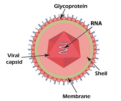 Poliovirus History, Structure, Types, Life cycle, Symptoms and ...