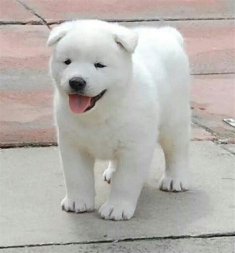 Snow white Akita puppy | 柴犬 画像, 可愛い犬, 犬 かわいい