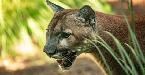 10 Incredible Florida Panther Facts - A-Z Animals