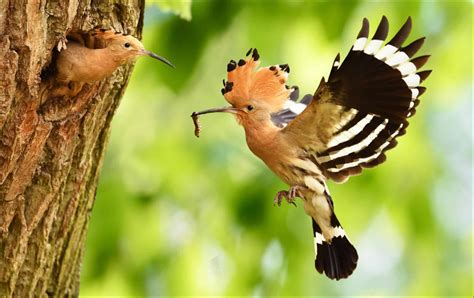 Hoopoe - A-Z Animals