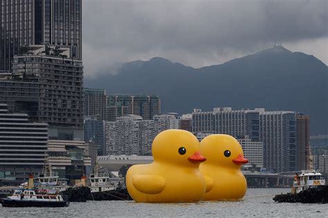 2 giant rubber ducks debut in Hong Kong in bid to drive 'double happiness'