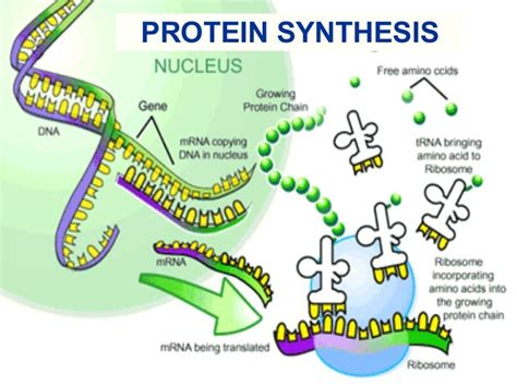 Protein Synthesis