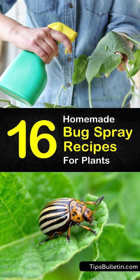 16 Do-It-Yourself Bug Spray Recipes for Plants | Recipe | Bug spray for plants, Homemade bug ...