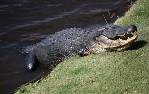 Flipboard: Giant 15-ft Alligator Takes A Stroll Around A Golf Course