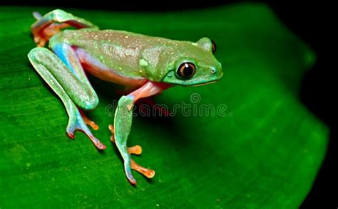 Grenouille D'arbre Tropicale Photo stock - Image du exotique, amphibie ...