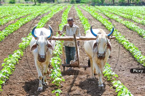 Why Do Farmers Plough The Field - Farmer Foto Collections