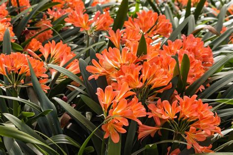 Clivia: profile, propagation & varieties - Plantura